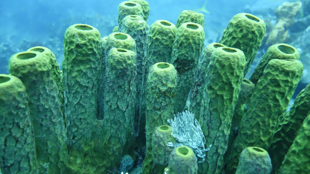 A small white featherduster worm spreads its crown at the foot of a cluster of large yellow-green tube sponges, in blue water