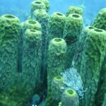 A small white featherduster worm spreads its crown at the foot of a cluster of large yellow-green tube sponges, in blue water