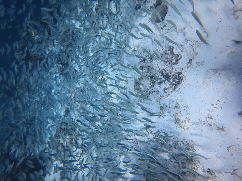 A tight school of silver sardines skimming a very pale sandy bottom dotted with dark rocks, the mass of fish densest toward the left, in the blue.