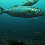 A school of bluefish swims above a bottom of gravel and shells; in the foreground, a large one in profile facing right: gray-green back, silver flanks, yellow eye, big mouth with a jutting lower jaw, yellowish pectoral fins and a broad forked tail.