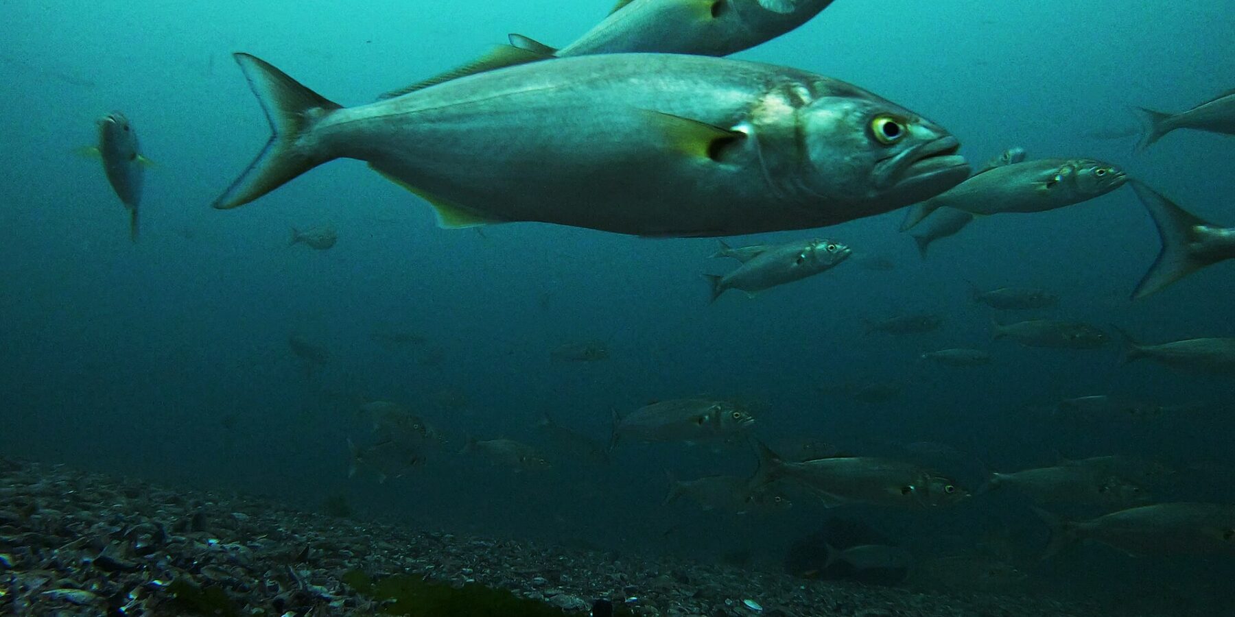 A school of bluefish swims above a bottom of gravel and shells; in the foreground, a large one in profile facing right: gray-green back, silver flanks, yellow eye, big mouth with a jutting lower jaw, yellowish pectoral fins and a broad forked tail.