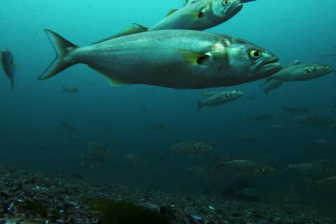 A school of bluefish swims above a bottom of gravel and shells; in the foreground, a large one in profile facing right: gray-green back, silver flanks, yellow eye, big mouth with a jutting lower jaw, yellowish pectoral fins and a broad forked tail.