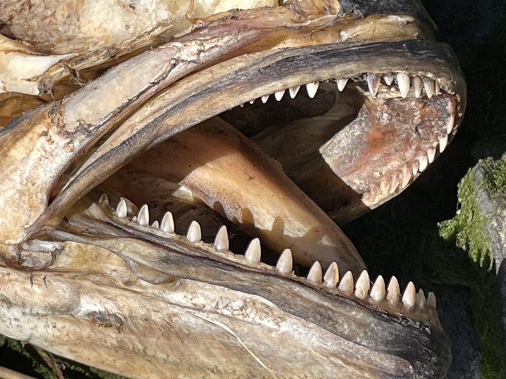 Close-up of the open mouth of a dead, dried bluefish: in each jaw, a single row of triangular, pointed, even teeth.