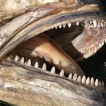 Close-up of the open mouth of a dead, dried bluefish: in each jaw, a single row of triangular, pointed, even teeth.