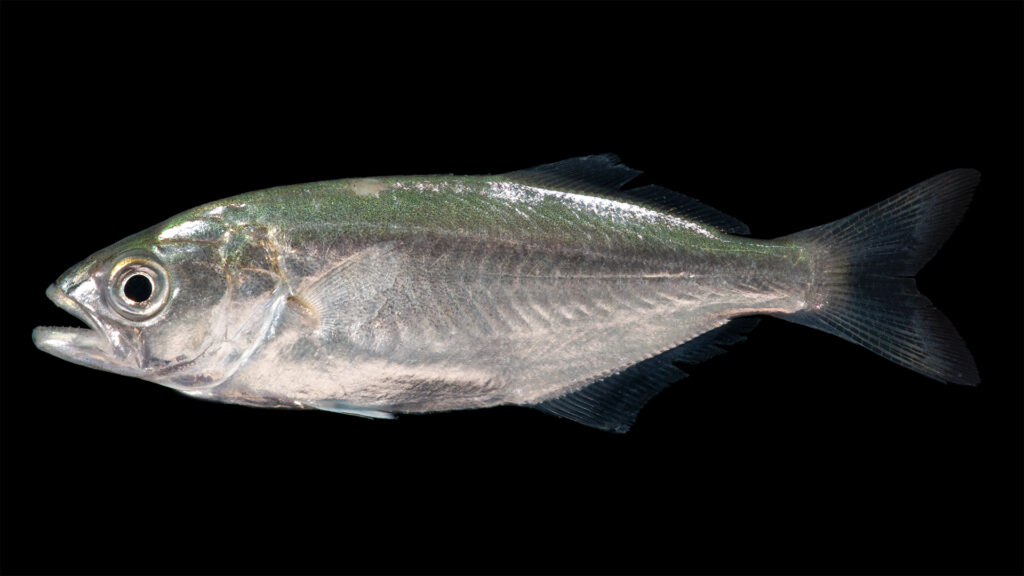 A bluefish in profile on a black background, head to the left: iridescent green-blue back fading to silver on the flanks, big eye, jutting lower jaw, short spiny first dorsal fin followed by a longer second one, dark forked tail.