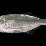 A bluefish in profile on a black background, head to the left: iridescent green-blue back fading to silver on the flanks, big eye, jutting lower jaw, short spiny first dorsal fin followed by a longer second one, dark forked tail.