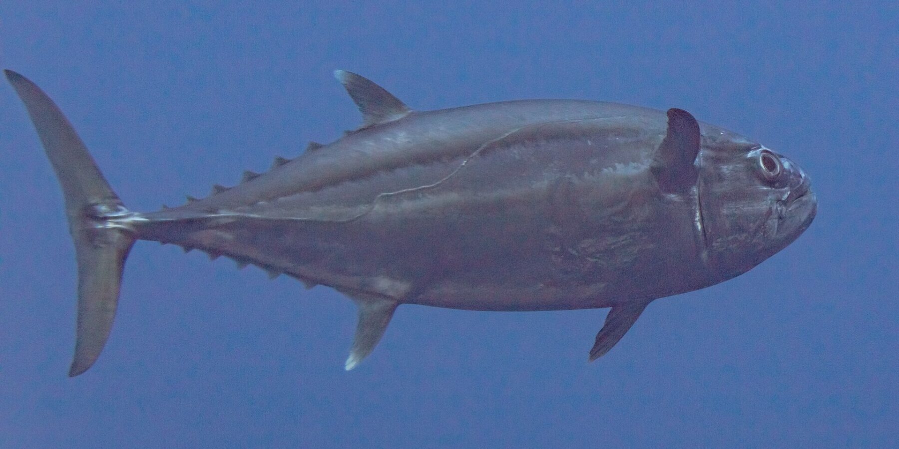 A dogtooth tuna in profile in the blue, head to the right: a steel-gray torpedo body, a lateral line that waves along the flank, the white tips of the second dorsal and anal fins and a row of finlets running to the crescent tail