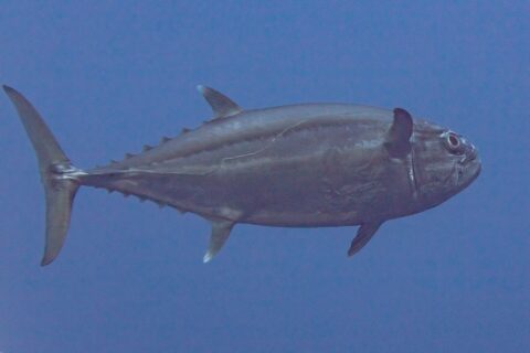 A dogtooth tuna in profile in the blue, head to the right: a steel-gray torpedo body, a lateral line that waves along the flank, the white tips of the second dorsal and anal fins and a row of finlets running to the crescent tail