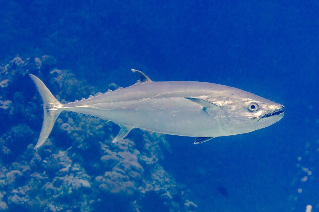 A silver dogtooth tuna swims along a coral wall, in profile, head to the right, mouth half open on a clearly visible row of conical teeth