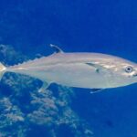 A silver dogtooth tuna swims along a coral wall, in profile, head to the right, mouth half open on a clearly visible row of conical teeth