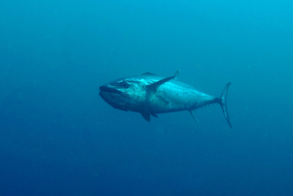 A dogtooth tuna approaches three-quarters head-on in the deep blue, its massive head, big eye and mouth clearly visible