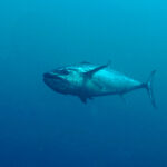 A dogtooth tuna approaches three-quarters head-on in the deep blue, its massive head, big eye and mouth clearly visible