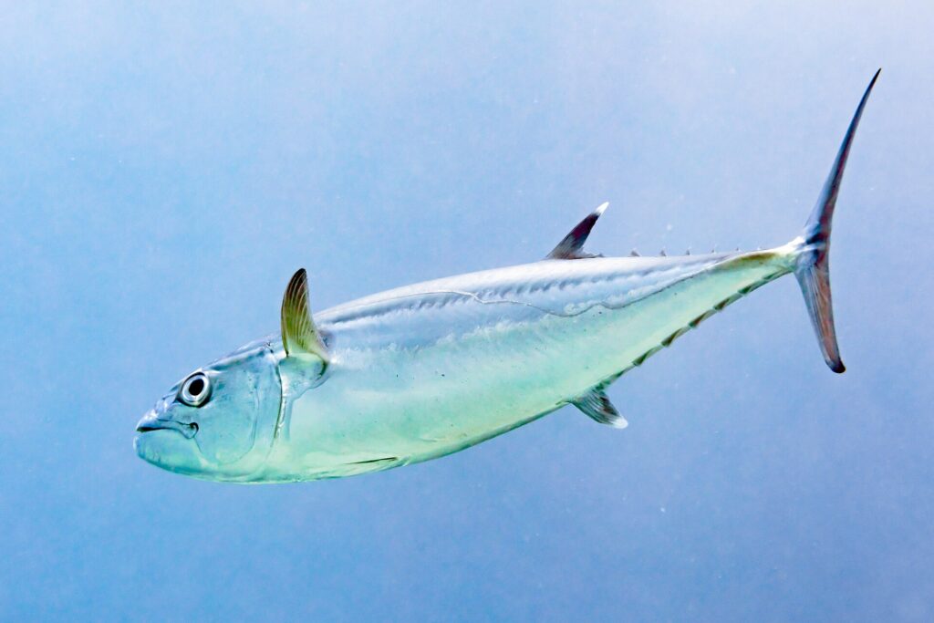 A silver dogtooth tuna in profile, head to the left, on a light blue background: the lateral line waves along the flank, the second dorsal and anal fins have white tips, and the finlets run to the tail