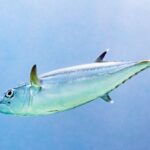 A silver dogtooth tuna in profile, head to the left, on a light blue background: the lateral line waves along the flank, the second dorsal and anal fins have white tips, and the finlets run to the tail