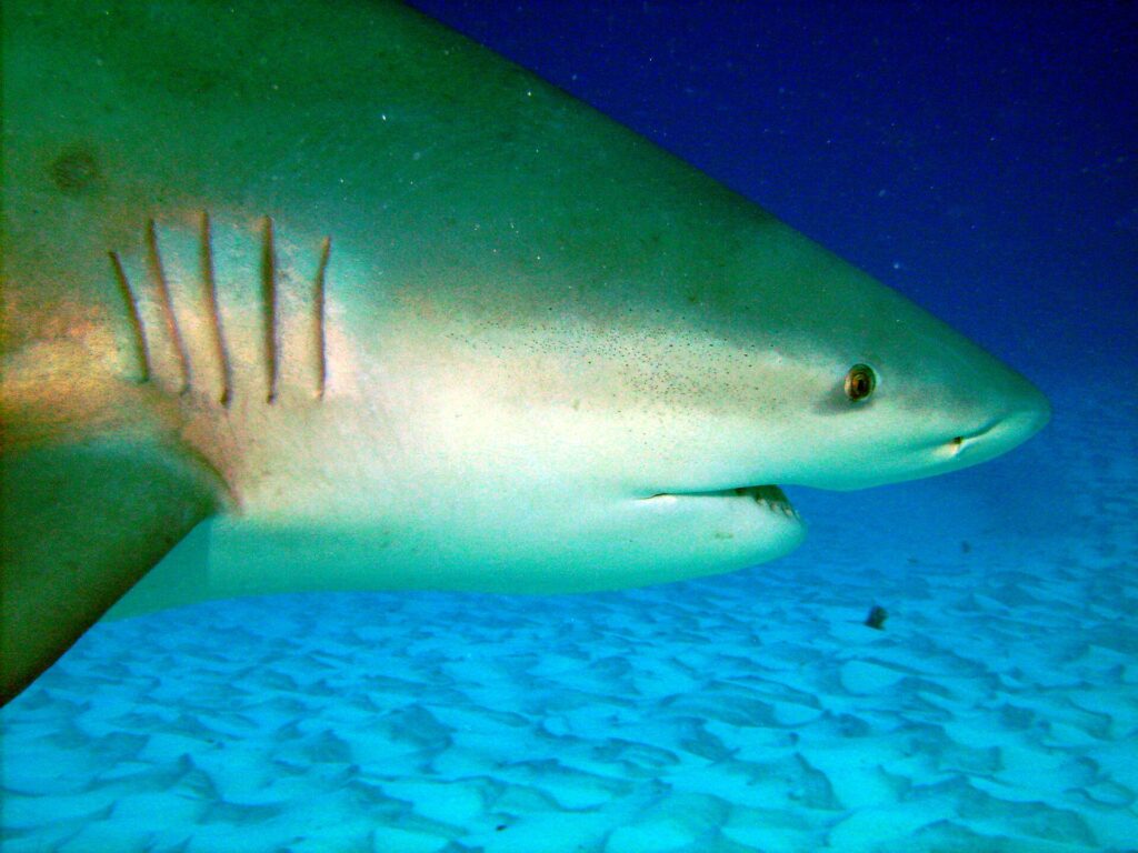 Close-up of a bull shark's head, its five gill slits, small eye and half-open mouth, above rippled sand