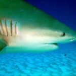 Close-up of a bull shark's head, its five gill slits, small eye and half-open mouth, above rippled sand