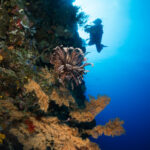 A vertical wall covered in sponges and black corals with golden branches, a brown feather star in the center, and an underwater photographer silhouetted against sunlit blue water.