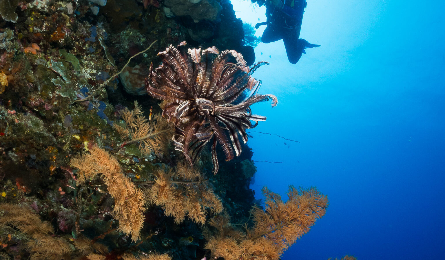 A vertical wall covered in sponges and black corals with golden branches, a brown feather star in the center, and an underwater photographer silhouetted against sunlit blue water.