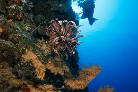 A vertical wall covered in sponges and black corals with golden branches, a brown feather star in the center, and an underwater photographer silhouetted against sunlit blue water.