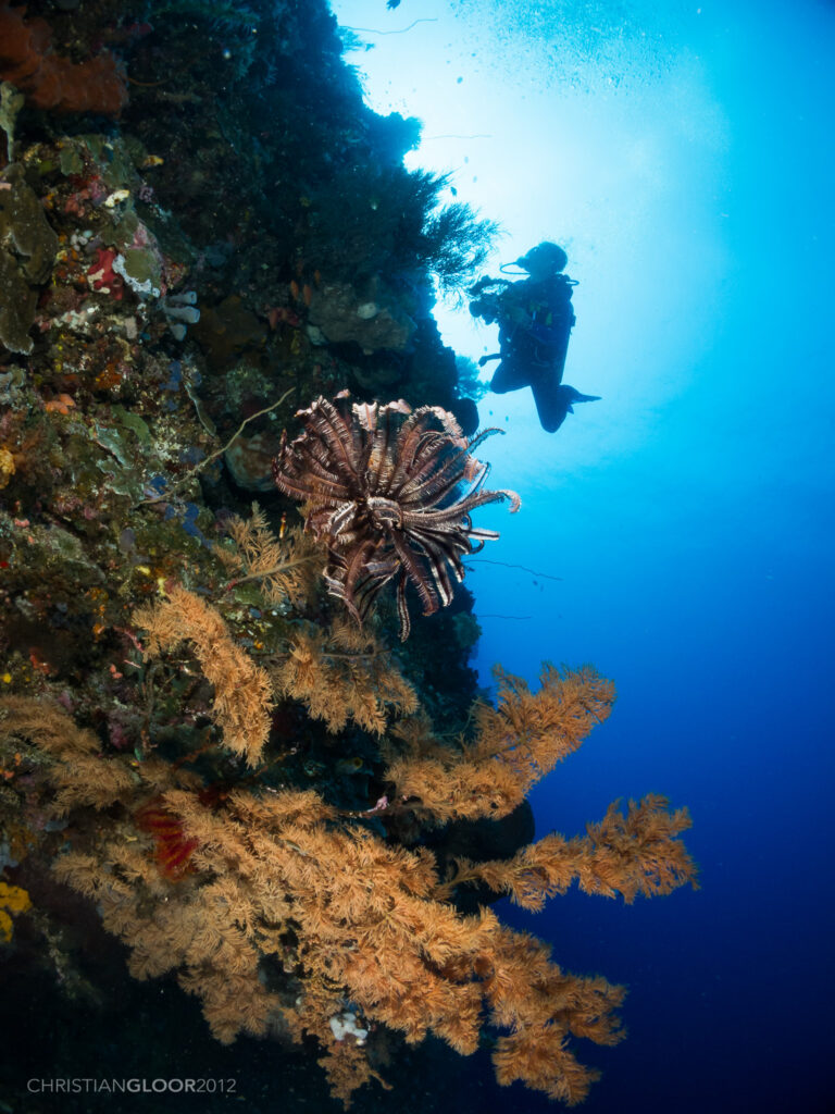 A vertical wall covered in sponges and black corals with golden branches, a brown feather star in the center, and an underwater photographer silhouetted against sunlit blue water.