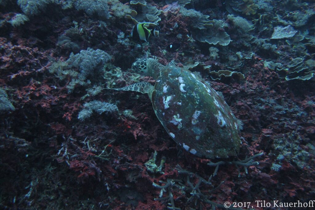 A sea turtle with a dark, white-spotted shell, seen from above, feeding on a reef of soft corals and red encrusting growth, a Moorish idol above it.