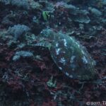 A sea turtle with a dark, white-spotted shell, seen from above, feeding on a reef of soft corals and red encrusting growth, a Moorish idol above it.