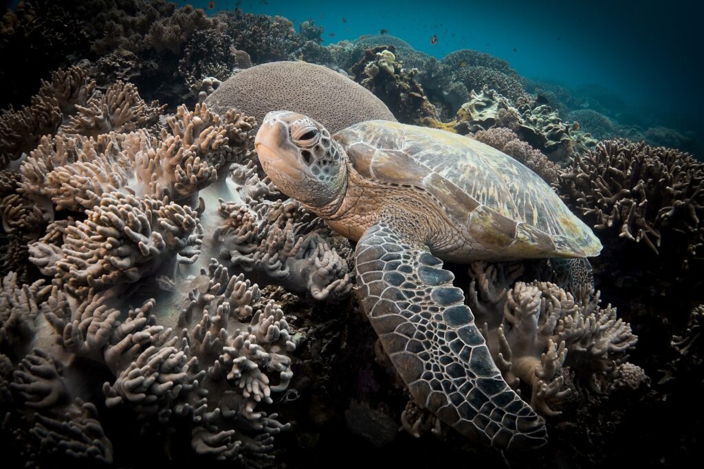 Close-up of a sea turtle resting among soft corals with beige lobes, a large coral ball behind it and its front flipper spread in the foreground.