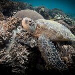 Close-up of a sea turtle resting among soft corals with beige lobes, a large coral ball behind it and its front flipper spread in the foreground.