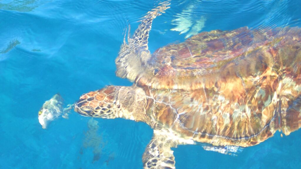 A hawksbill turtle seen from above, its brown and amber shell under the surface reflections, swims in the blue water of the Similans