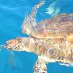 A hawksbill turtle seen from above, its brown and amber shell under the surface reflections, swims in the blue water of the Similans