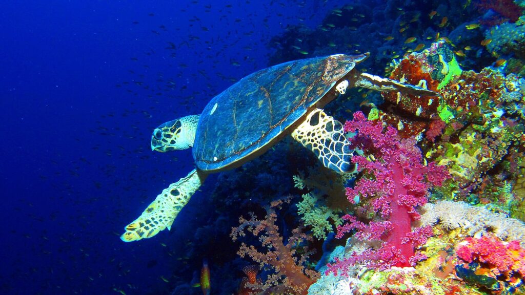 A hawksbill turtle swims along the wall, above pink soft corals, with the deep blue behind it
