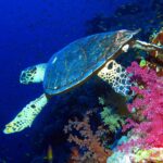 A hawksbill turtle swims along the wall, above pink soft corals, with the deep blue behind it
