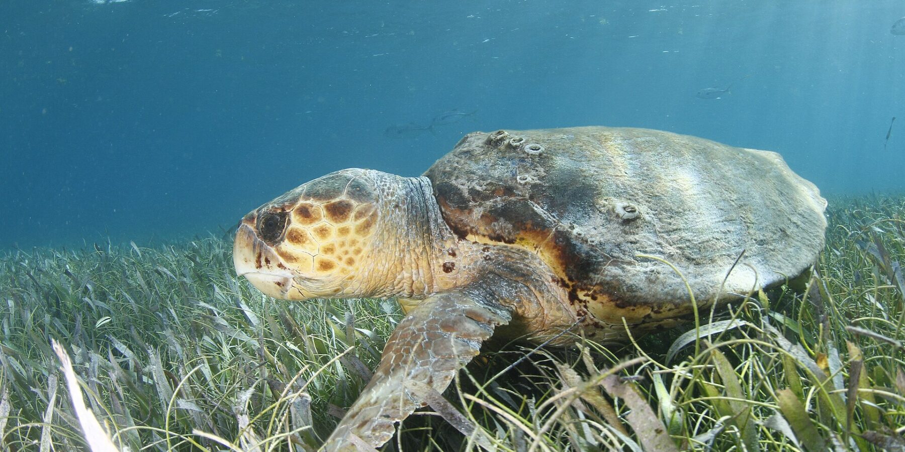 A loggerhead turtle in profile above a seagrass bed, head to the left: a huge head covered in brown scales ringed with yellow, a thick beak, a brown shell dotted with barnacles and a front flipper resting in the grass