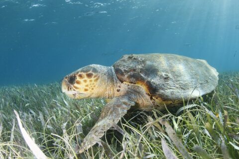 A loggerhead turtle in profile above a seagrass bed, head to the left: a huge head covered in brown scales ringed with yellow, a thick beak, a brown shell dotted with barnacles and a front flipper resting in the grass