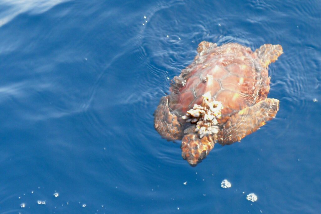 A young loggerhead turtle seen from above at the surface of a blue sea, head toward the bottom of the frame: an orange-brown shell with well-defined scutes, a cluster of barnacles attached at the front, flippers spread