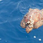 A young loggerhead turtle seen from above at the surface of a blue sea, head toward the bottom of the frame: an orange-brown shell with well-defined scutes, a cluster of barnacles attached at the front, flippers spread