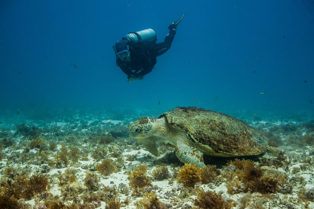 A big loggerhead turtle resting on a bottom of sand and brown algae, its shell covered in algae, watched by a diver passing above it