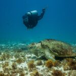 A big loggerhead turtle resting on a bottom of sand and brown algae, its shell covered in algae, watched by a diver passing above it