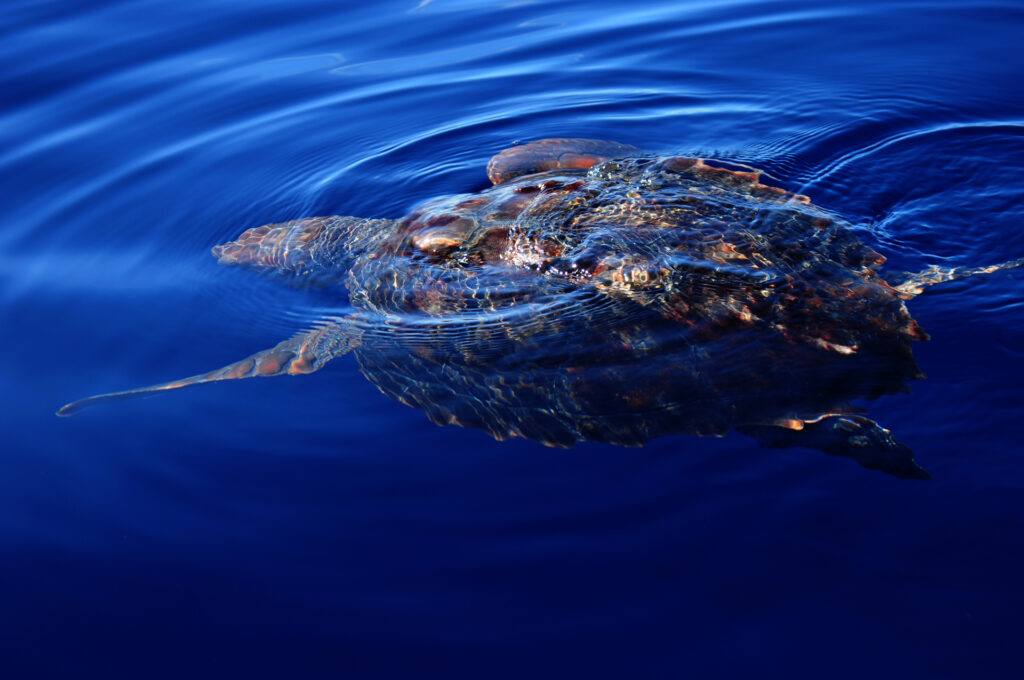 A loggerhead turtle seen from above, just below the surface of a deep blue sea: the reddish-brown shell breaks the surface and a front flipper stretches out to the side