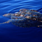 A loggerhead turtle seen from above, just below the surface of a deep blue sea: the reddish-brown shell breaks the surface and a front flipper stretches out to the side