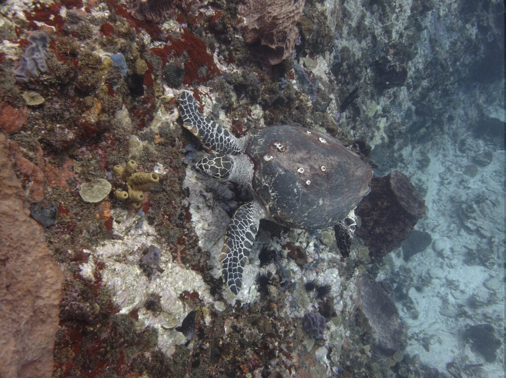 A hawksbill turtle with a barnacle-dotted shell, its head against a wall covered in red, yellow and purple sponges and black sea urchins