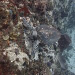 A hawksbill turtle with a barnacle-dotted shell, its head against a wall covered in red, yellow and purple sponges and black sea urchins
