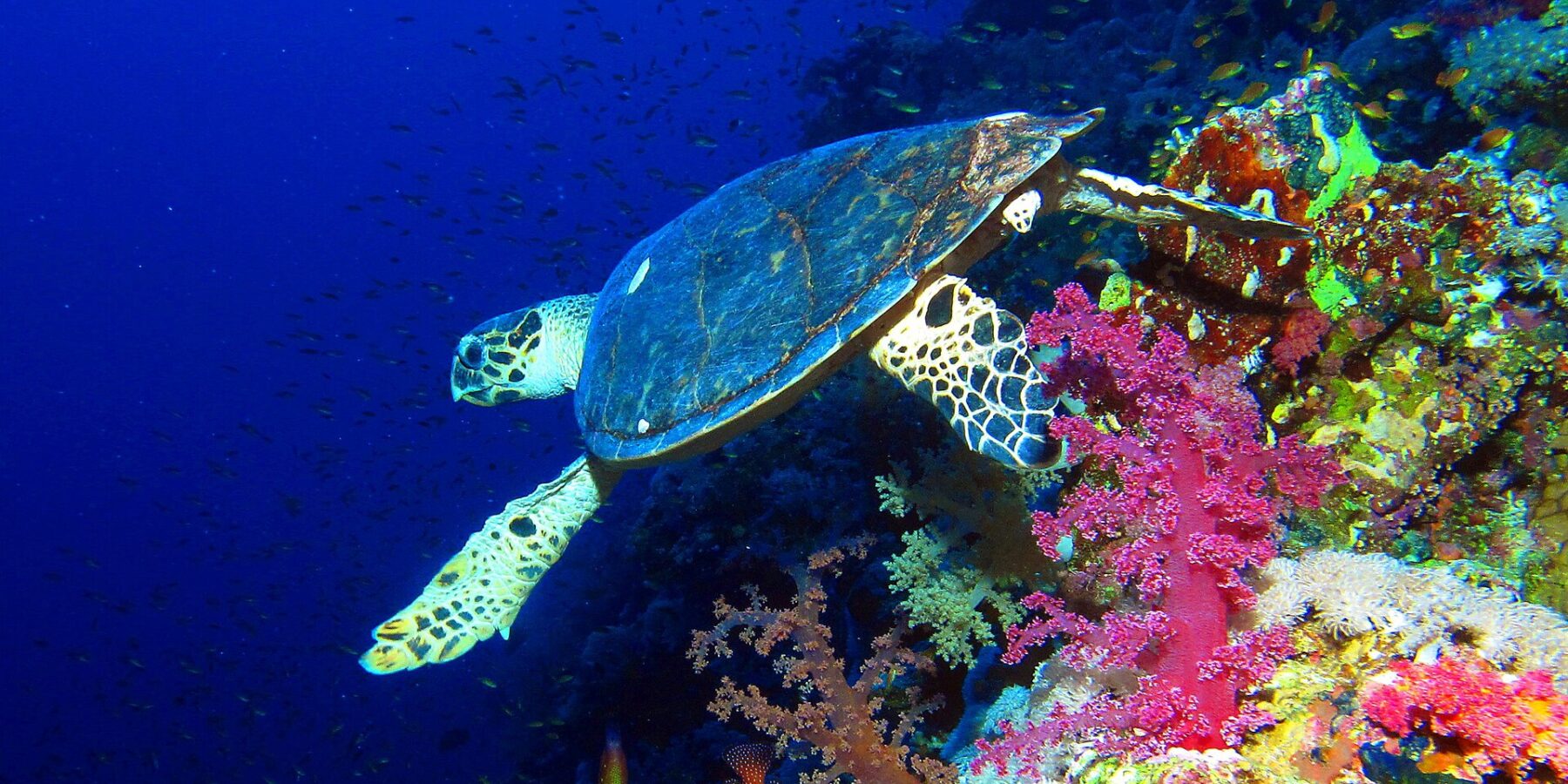 A hawksbill turtle swims along a wall above pink soft corals, the deep blue behind it
