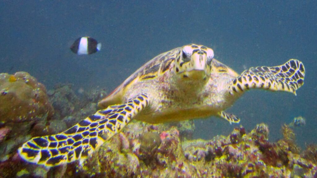 A hawksbill turtle swims toward the camera, with its hooked beak and scaly flippers, and a black and white damselfish behind it