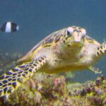A hawksbill turtle swims toward the camera, with its hooked beak and scaly flippers, and a black and white damselfish behind it