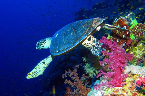 A hawksbill turtle swims along a wall above pink soft corals, the deep blue behind it