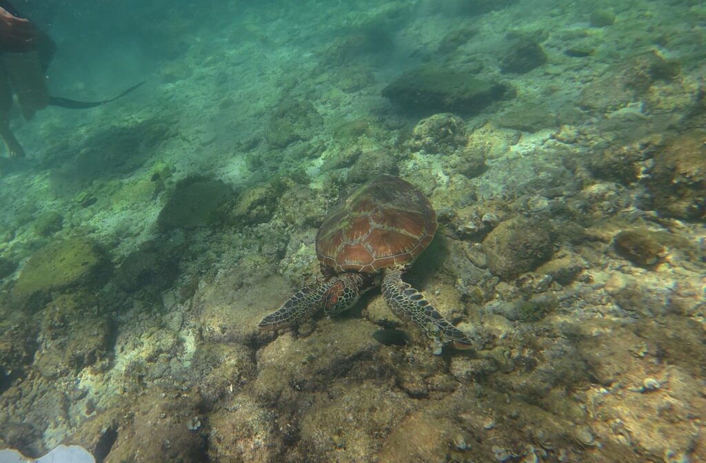 Seen from above, a brown-shelled sea turtle just above a rocky bottom covered in algae, in pale green water, a swimmer's legs and fin at top left.