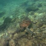 Seen from above, a brown-shelled sea turtle just above a rocky bottom covered in algae, in pale green water, a swimmer's legs and fin at top left.