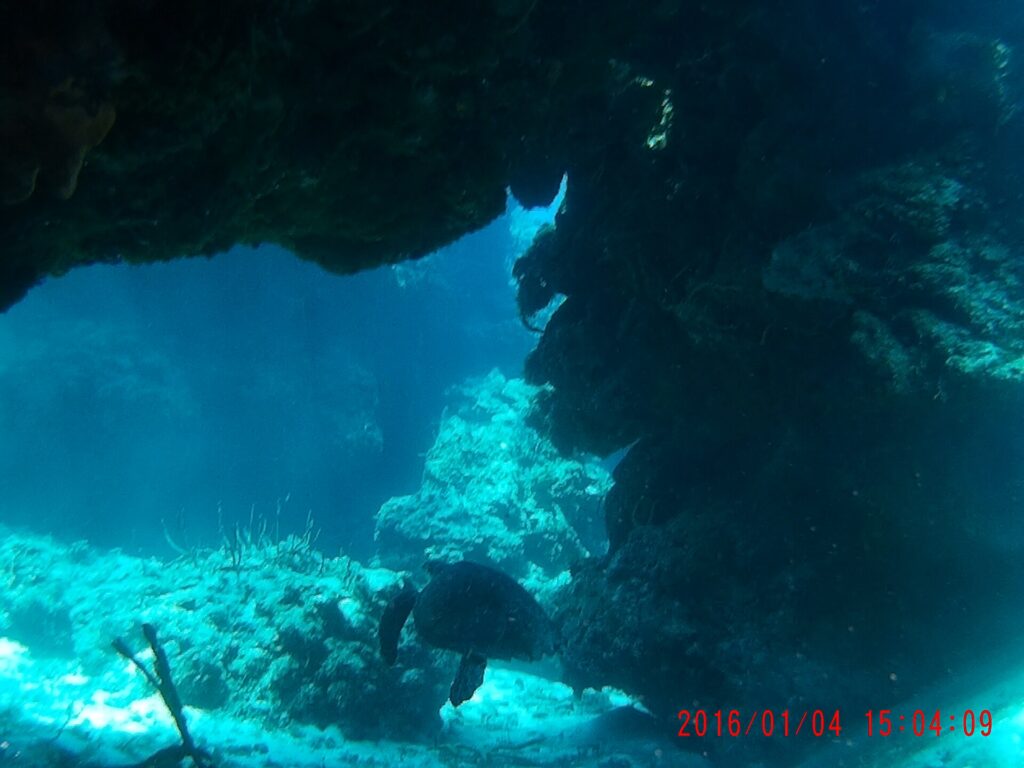 A turtle resting on the sand under a coral overhang at Palancar, sea fans in the foreground and the blue behind