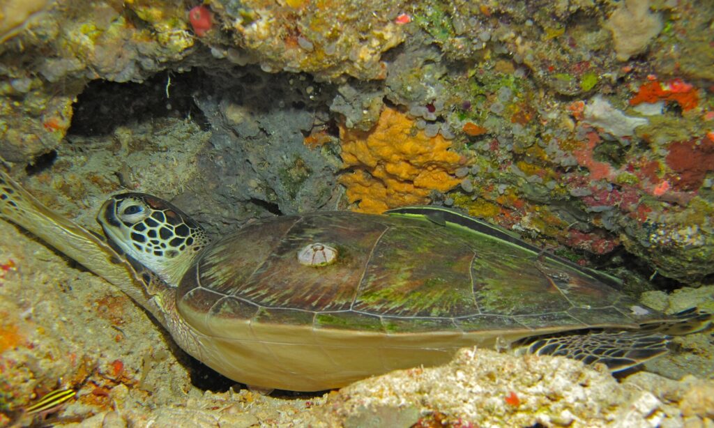 A green turtle lying under a reef overhang, its green-brown shell dotted with a barnacle and a striped remora resting on it, in front of a yellow sponge.